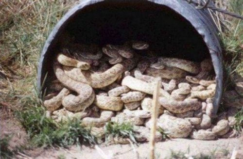 Жуткие фотографии пощекотать нервы (22 фото)