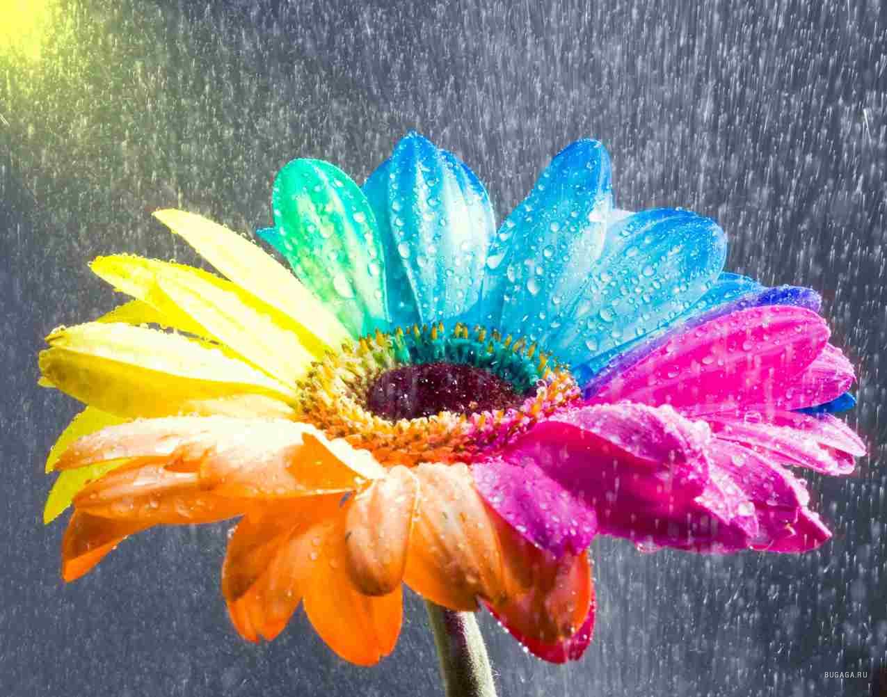 1185801745_happy_gerbera_rainbow_wet_by_happyroses.jpg