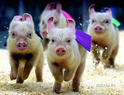 Прикольные животные, 9 фото