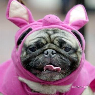 Любителям животных, 16 фото