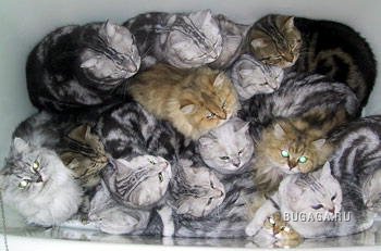 Кошки. Вместе мы - сила!