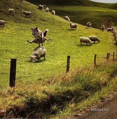 ПОДБОРКА: забавные животные