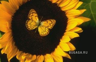 Самые позитивные цветы на планете...