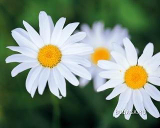 Вторые позитивные цветы