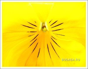 Желтый цвет