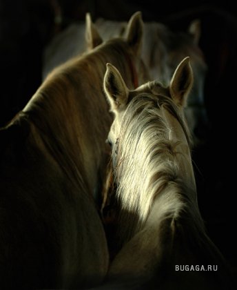Лошадки