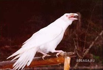 Альбиносы - кто они??