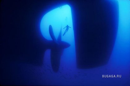 Подводно, загадачно, красиво от David Doubilet (part2)