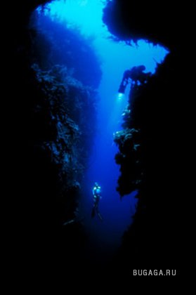 Подводно, загадачно, красиво от David Doubilet (part2)