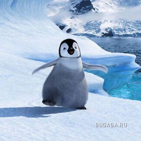 Симпатяшки пингвины!!!