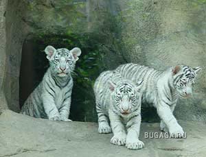 Тигрята!!! Тигрята!!!