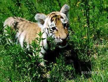 Тигрята!!! Тигрята!!!