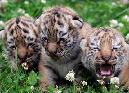 Тигрята!!! Тигрята!!!