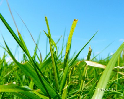 http://www.bugaga.ru/uploads/posts/2008-09/thumbs/1222202906_another-piece-of-grass.jpg