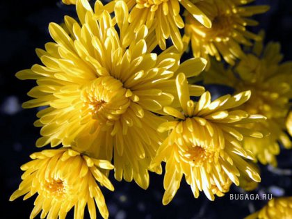 Хризантемы - осенние цветы