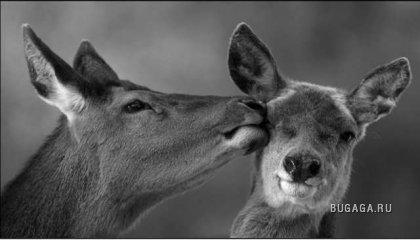 Любовь животных