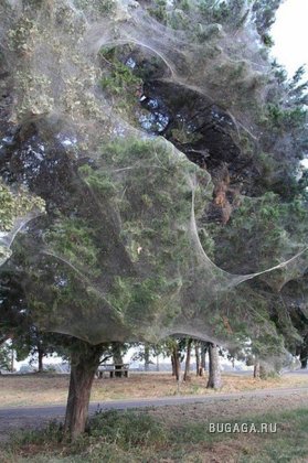 Гигантская паутина на деревьях