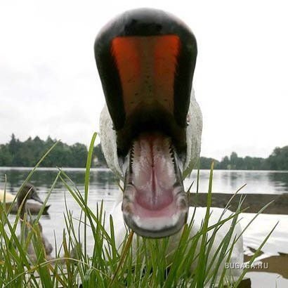 Подборка хорошего настроения Подборка хорошего настроения