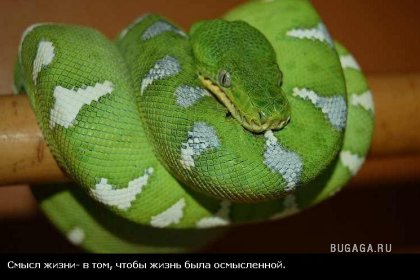 Жизнь со смыслом