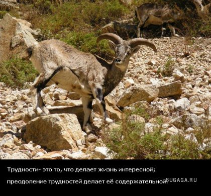 Жизнь со смыслом