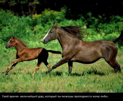 Жизнь со смыслом