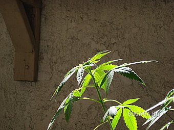 Вопрос легализации марихуаны рассмотрят в ООН