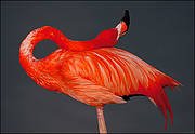 Фламинго Фламинго
