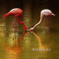 Фламинго Фламинго