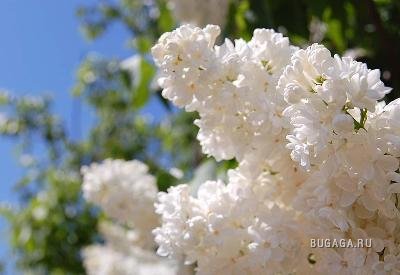 Весна! Сирень!!