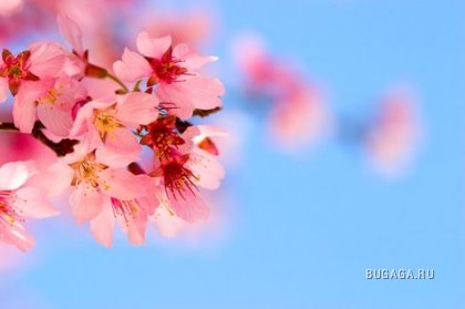 Прекрасные фотографии и картинки для вдохновления весной