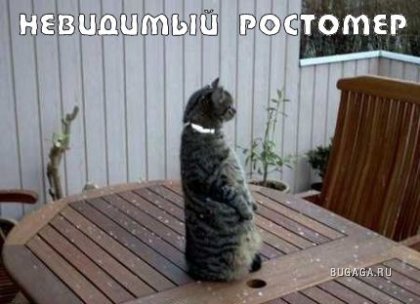 Кошки и невидимые предменты)
