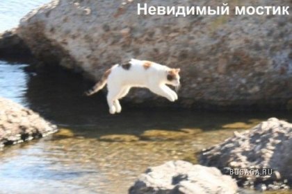 Кошки и невидимые предменты)