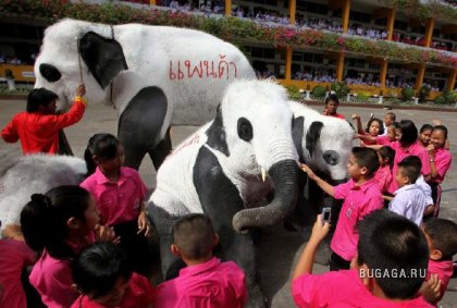 Слоны превратились в панд в знак протеста