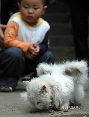 Крылатый кот