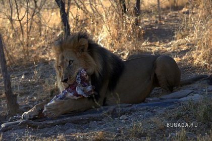 Фотографии Дмитрия Медведева Фотографии Дмитрия Медведева