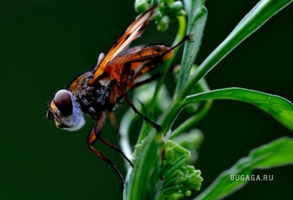 Макро: насекомые от фотографа Bonali Giuseppe