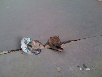 Фотожаба: застрявшая крыса