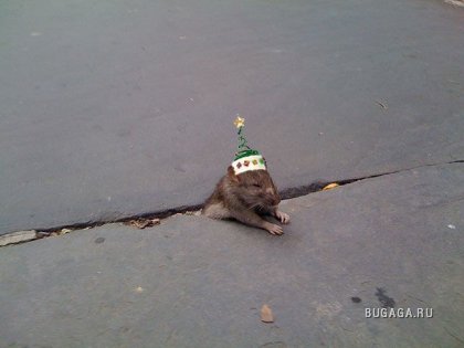 Фотожаба: застрявшая крыса