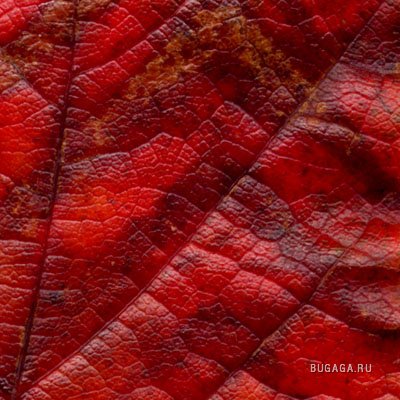 Осень - это ярко!