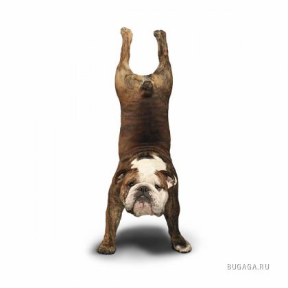Собачья йога