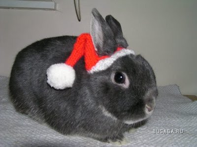 Животные в новогодних нарядах