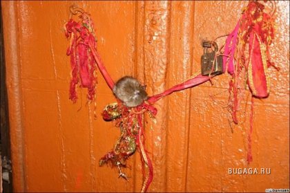 Крысиный храм Карни Мата