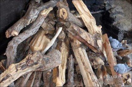 Крысиный храм Карни Мата