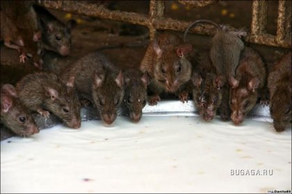 Крысиный храм Карни Мата