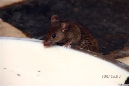 Крысиный храм Карни Мата