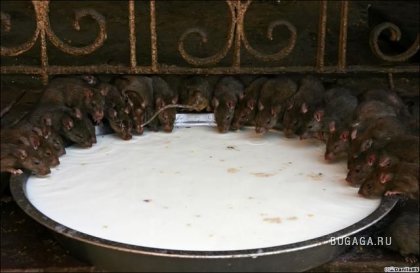 Крысиный храм Карни Мата