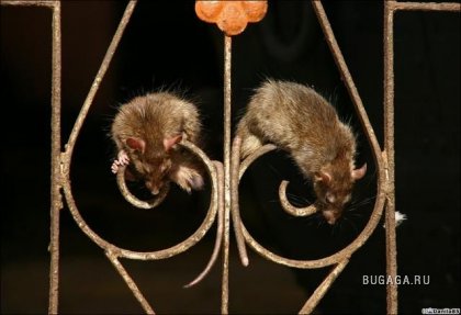 Крысиный храм Карни Мата