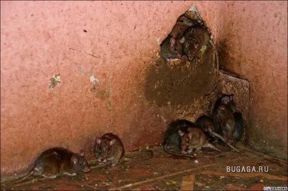 Крысиный храм Карни Мата