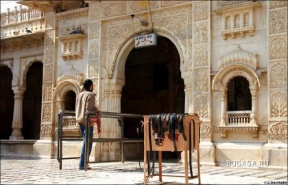 Крысиный храм Карни Мата