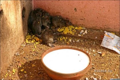 Крысиный храм Карни Мата